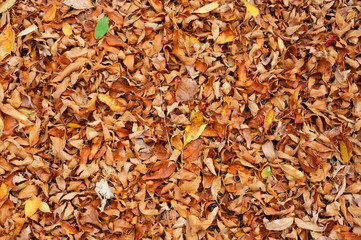 colorful autumn leaves background