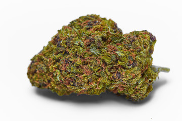 Close up of J1 strain medical marijuana bud on white background