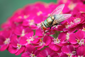 Fly Macro