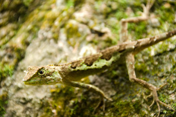 Lacertilia in the nature