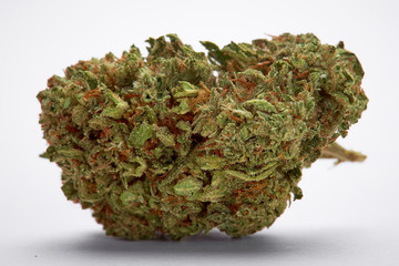 Close up of King Louie strain medical marijuana bud