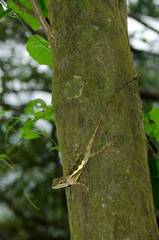 Lacertilia in the nature