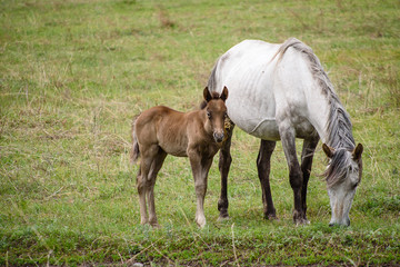 The foal and horses graze in a meadow