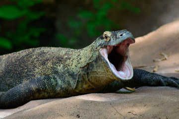 Comodo dragon yowning
