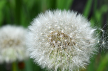 Dandelion Seeds Close Up