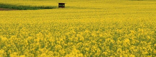 Rapsfeld