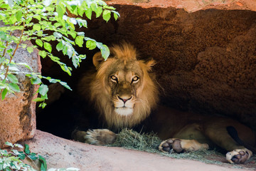 Obraz premium lion sitting in a cave.
