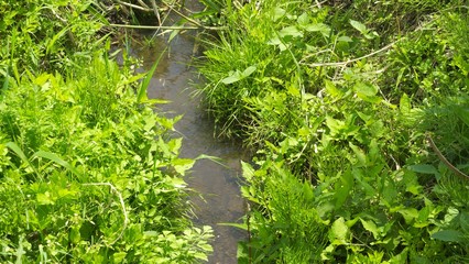 Fototapeta premium 初夏の小川