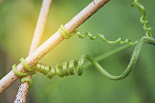 The soft blurred the treetop spiral vine stick the bamboo branches with the beam, light and lens flare effect tone background.