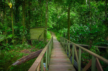 Wooden bridge footpath inside the amazon rainforest in Limoncocha National Park in Ecuador