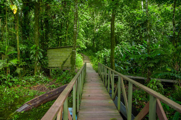 Wooden bridge footpath inside the amazon rainforest in Limoncocha National Park in Ecuador
