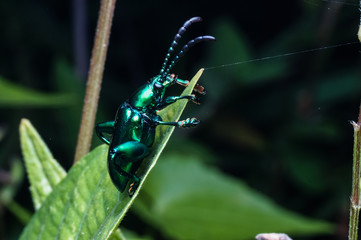 green beetles standing on green leaf