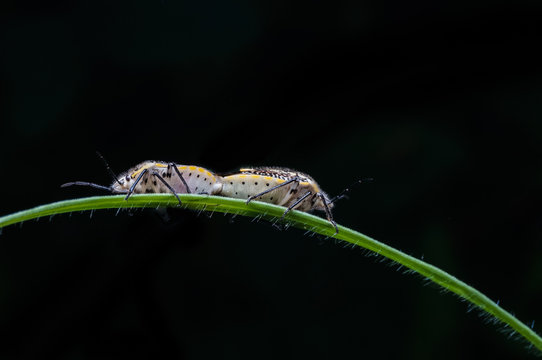 couples of beetles mating on the green grass