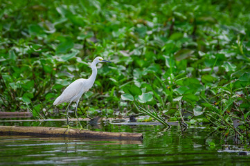 Lovely shot of Heron bird photographed in its natural environment walking over Aquatic floating plants in Limoncocha National Park in the Amazon rainforest in Ecuador