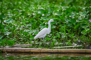 Lovely shot of Heron bird photographed in its natural environment walking over Aquatic floating plants in Limoncocha National Park in the Amazon rainforest in Ecuador