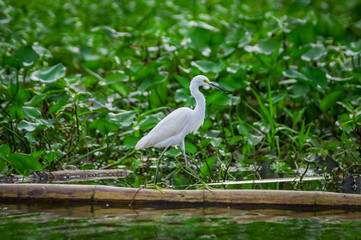 Lovely shot of Heron bird photographed in its natural environment walking over Aquatic floating plants in Limoncocha National Park in the Amazon rainforest in Ecuador