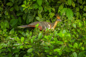 Goatsin Opisthocomus hoazin on a tree in Limoncocha National Park in the Amazon rainforest in Ecuador