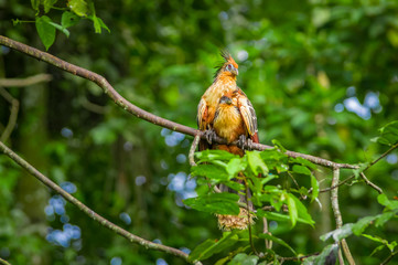 Goatsin Opisthocomus hoazin on a tree in Limoncocha National Park in the Amazon rainforest in Ecuador