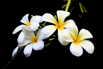 Fototapeta na wymiar plumeria flower with soft-focus in the background. over light