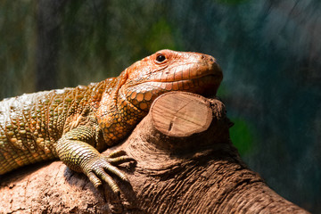 Solitary Caiman Lizard perches on Log