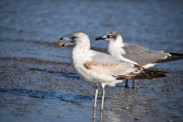 SeaGull Couple