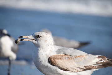 SeaGull Closeup