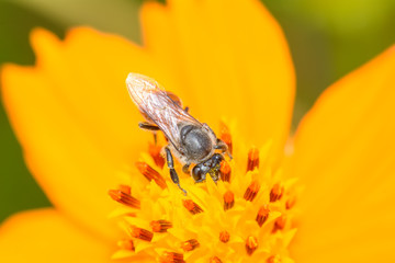 Bee eating pollen from flower on a nature background.