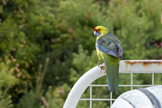 Fototapeta Green rosella, Tasmanian rosella parrot bird with yellow head, red band above beak, blue cheeks in Tasmania, Australia