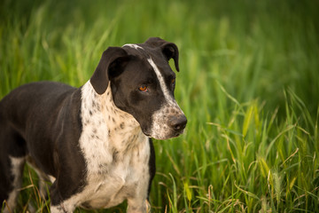 Dog in green field