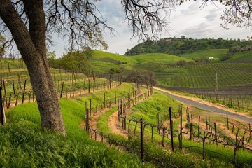 Naklejka premium Winery vineyards in green hills 