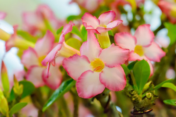 Obraz premium Desert Rose is a bright-colored flowers. Desert Roses are Thai Flower.