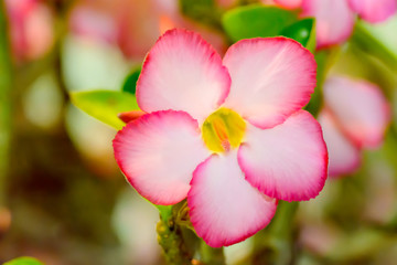 Fototapeta na wymiar Desert Rose is a bright-colored flowers. Desert Roses are Thai Flower.