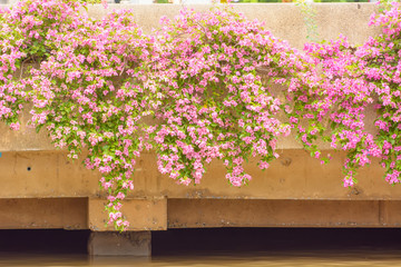 The pink bougainvillea on the dam, near the river.