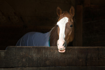 Horse in Stable with blue blanket