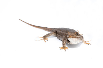 Western Fence Lizard