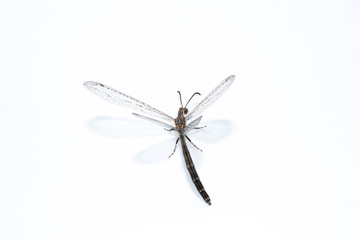 Adult Antlion