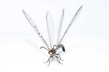 Adult Antlion