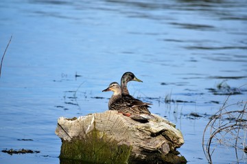 Mallards Pair