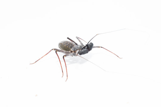 Florida Tailless Whip Scorpion