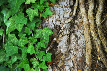 Ivy plant on old tree trunk 