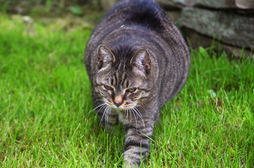 Naklejka na ściany i meble Grey tabby cat in grass 