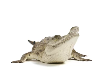 Foto op Plexiglas Krokodil Zoetwaterkrokodil geïsoleerd op een witte achtergrond, met schaduw.