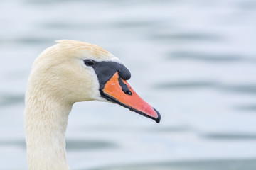 A portrait of a white swan 