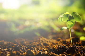 Green Plants Growth With Sun Flare In The Peaceful Morning 