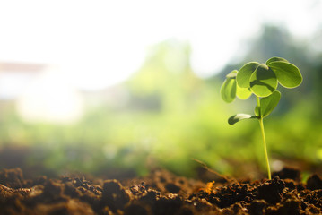 Green Plants Growth With Sun Flare In The Peaceful Morning 