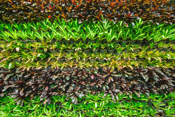 Background the bromeliad in the garden.