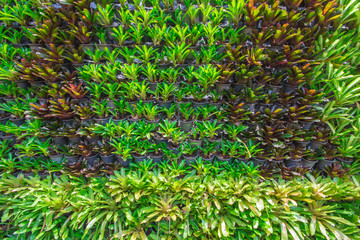 Background the bromeliad in the garden.