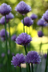 Obraz premium The onions blossom./On the ends of long runaways the onions have flowers with a considerable quantity of violet petals.