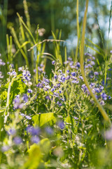 Purple flower close-up