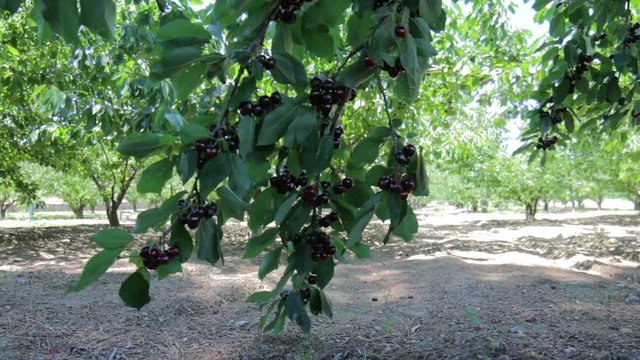 Ripe cherries on tree